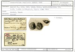 Karteikarte zum Holotyp von Truncatulina regularis Karrer, 1868